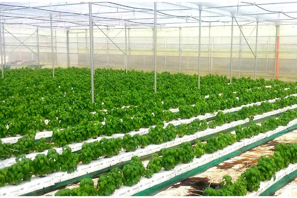 Berry grow solutions