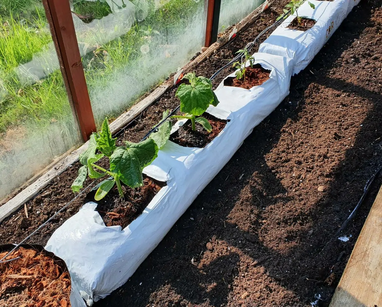 Vegetable coco planks