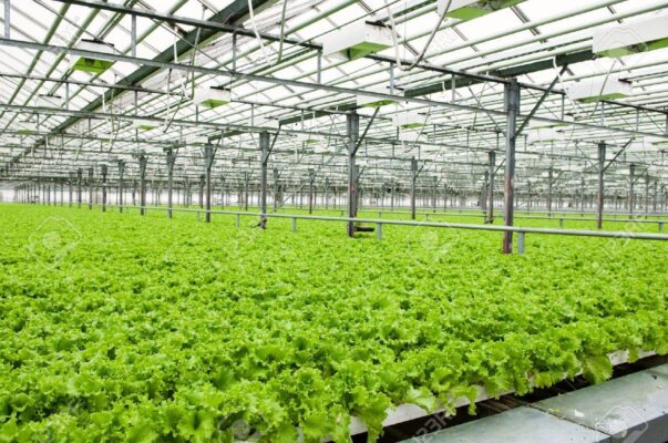 Greenhouse coco solutions